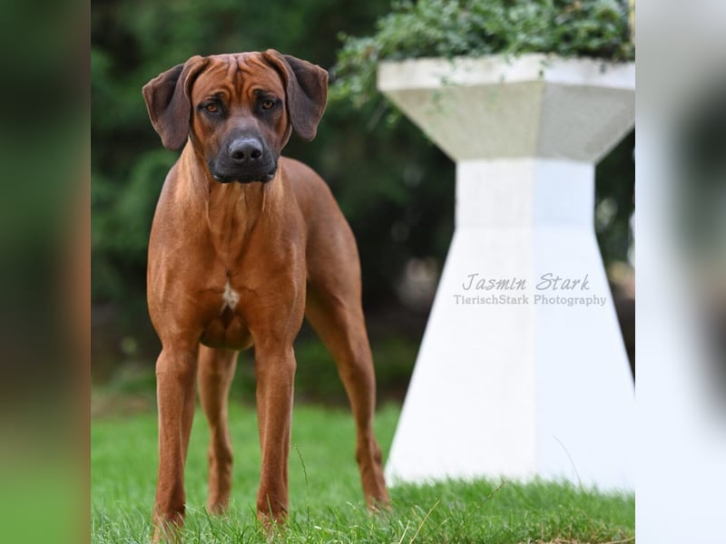 Rhodesian Ridgeback Welpen | WURFANKÜNDIGUNG | mit Papieren von Rideback International