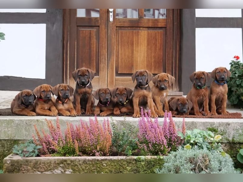 Rhodesian Ridgeback Welpen | WURFANKÜNDIGUNG | mit Papieren von Rideback International