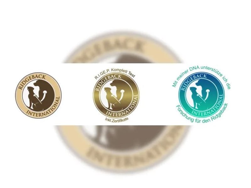 Rhodesian Ridgeback Welpen | WURFANKÜNDIGUNG | mit Papieren von Rideback International