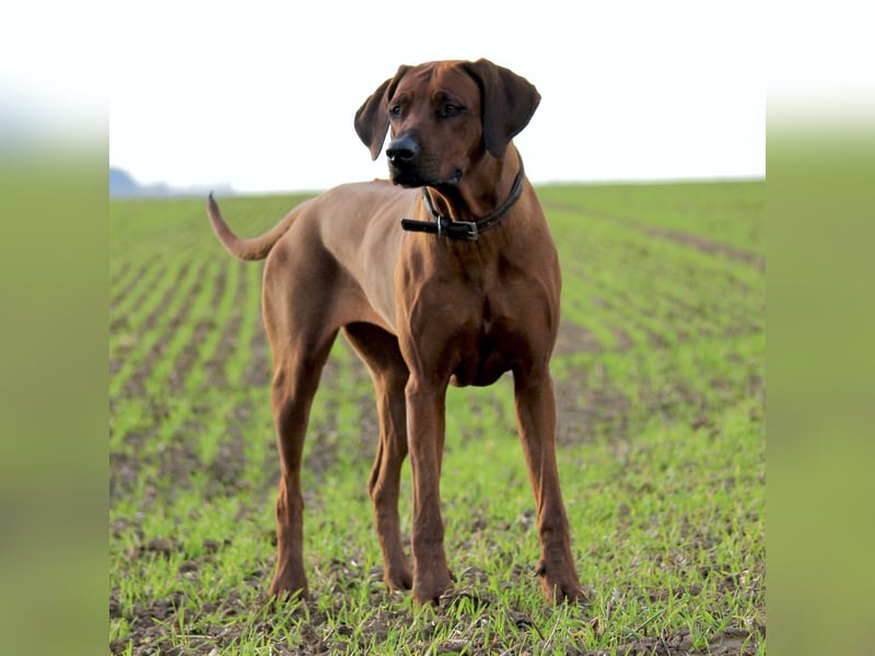Rhodesian Ridgeback Welpen | WURFANKÜNDIGUNG | mit Papieren von Rideback International