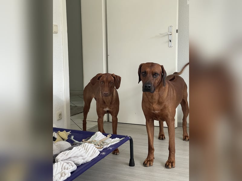 Rhodesian Ridgeback Deckrüde mlt FCI Papiere