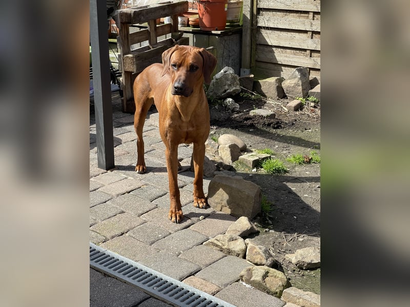 Rhodesian Ridgeback Deckrüde mlt FCI Papiere