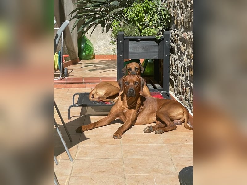 Rhodesian Ridgeback Deckrüde mlt FCI Papiere