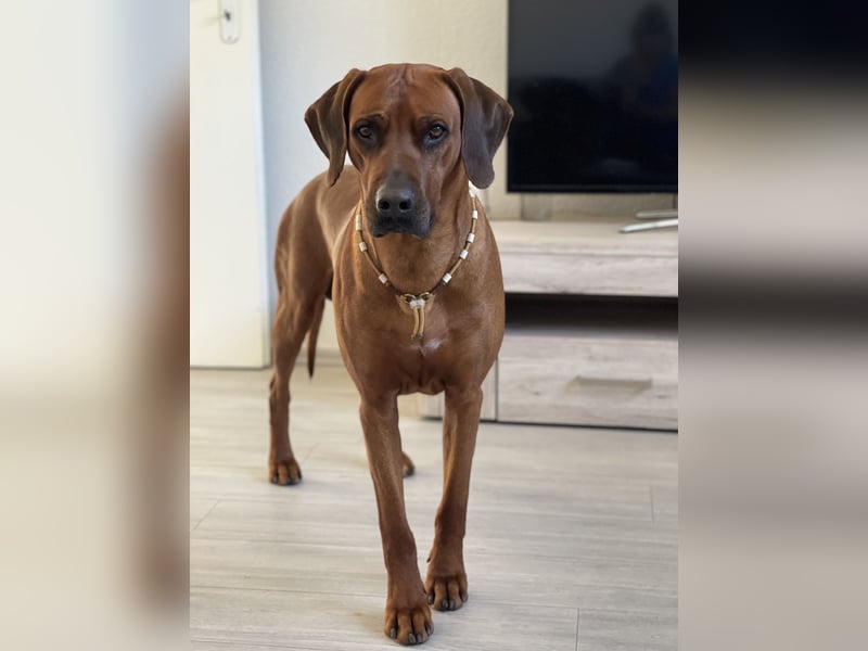 Rhodesian Ridgeback Deckrüde mlt FCI Papiere