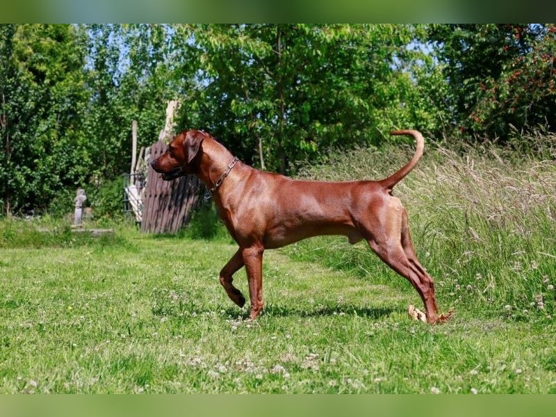 Rhodesian Ridgeback Deckrüde mlt FCI Papiere