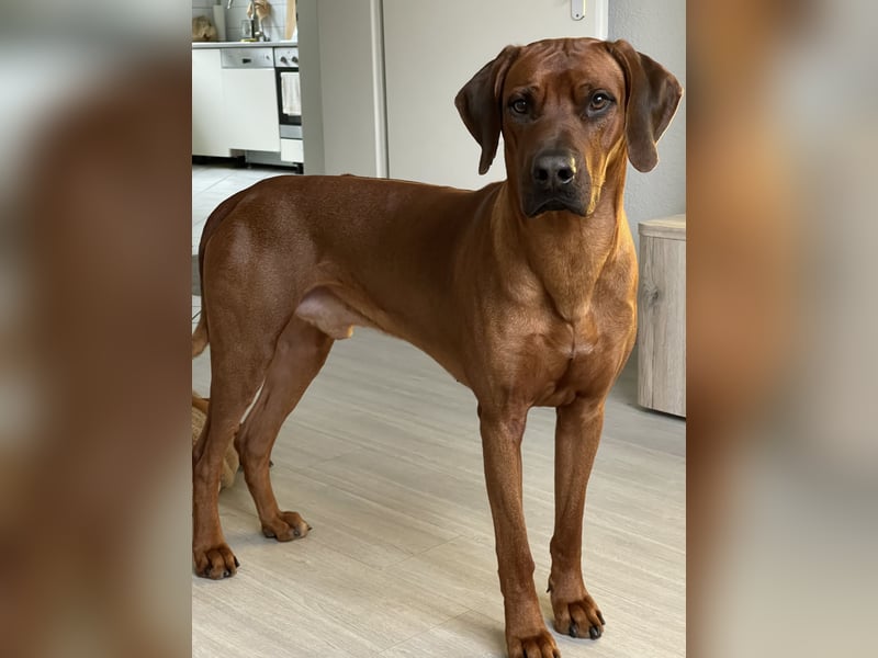Rhodesian Ridgeback Deckrüde mlt FCI Papiere