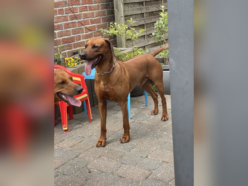 Rhodesian Ridgeback Deckrüde mlt FCI Papiere