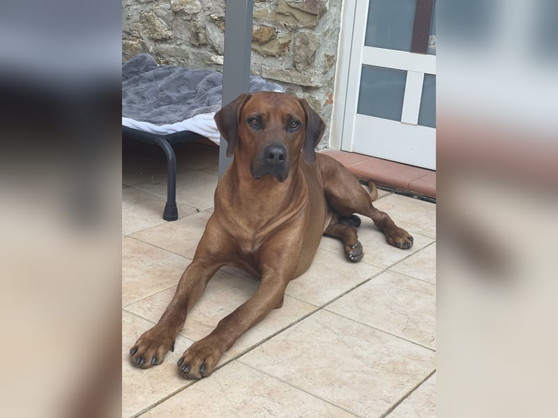 Rhodesian Ridgeback Deckrüde mlt FCI Papiere