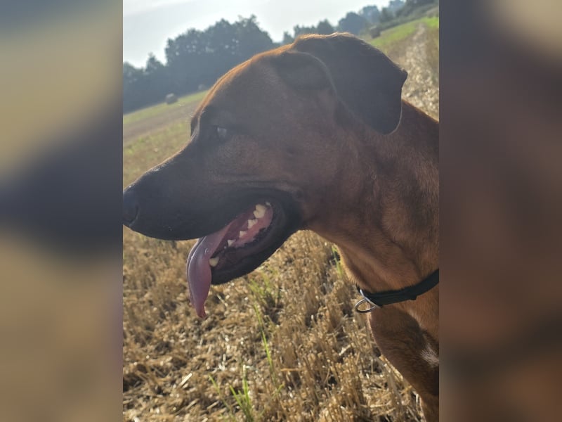Deckrüde # Rhodesian Ridgeback