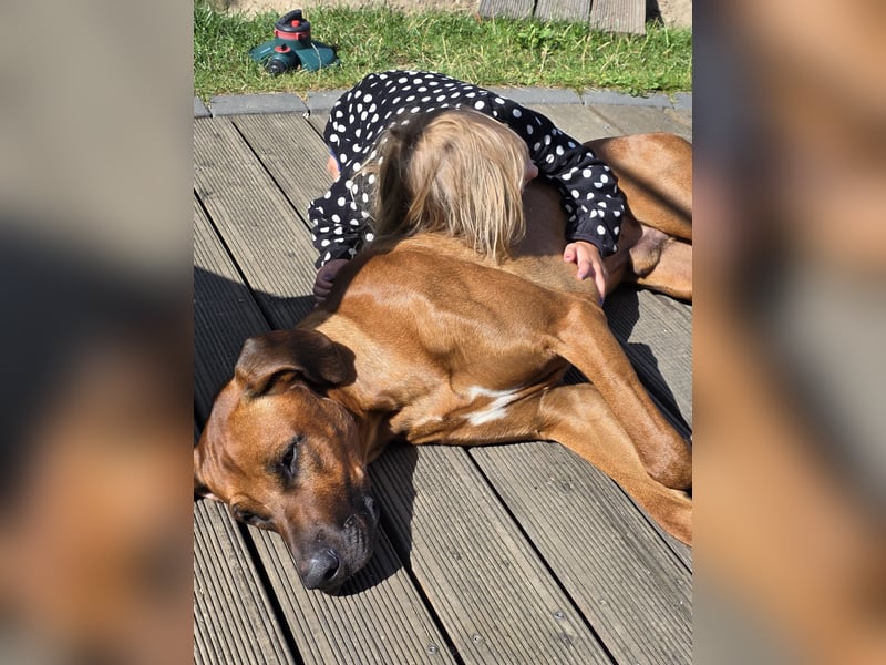 Deckrüde # Rhodesian Ridgeback