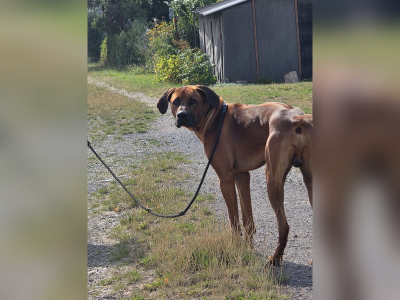 Deckrüde # Rhodesian Ridgeback