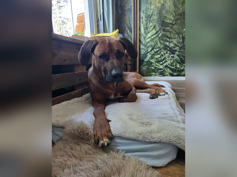 Deckrüde # Rhodesian Ridgeback