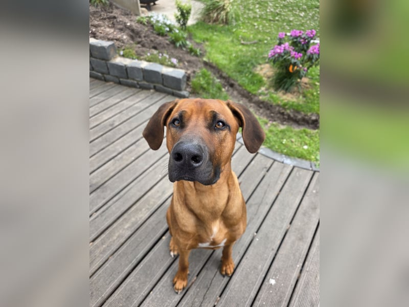 Deckrüde # Rhodesian Ridgeback
