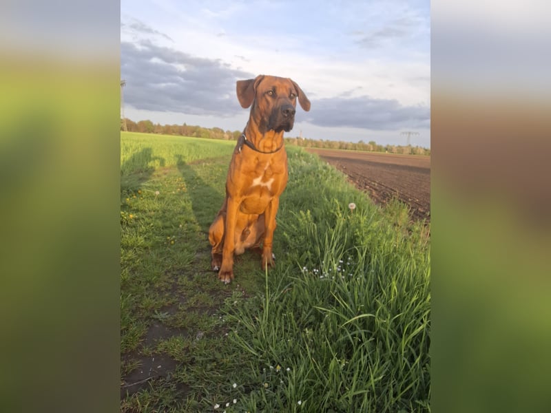 Deckrüde # Rhodesian Ridgeback