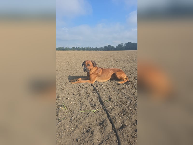 Deckrüde # Rhodesian Ridgeback
