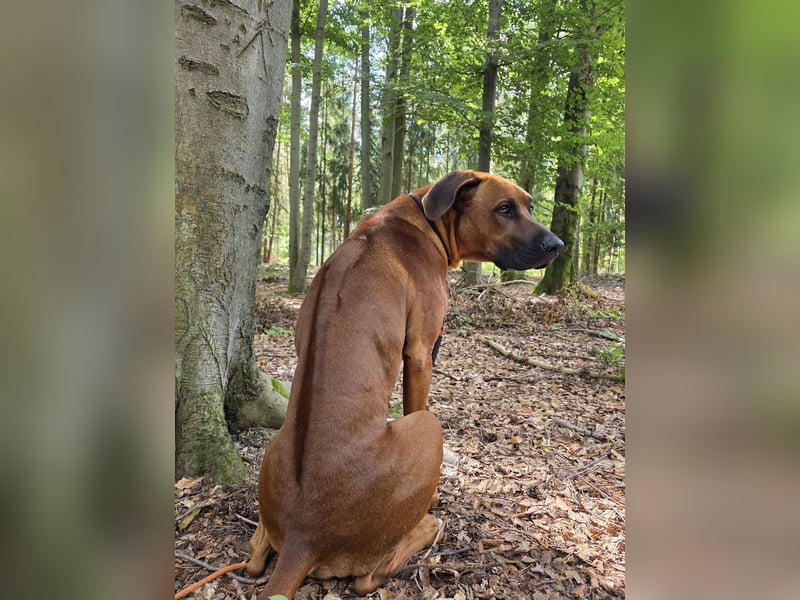 Deckrüde # Rhodesian Ridgeback