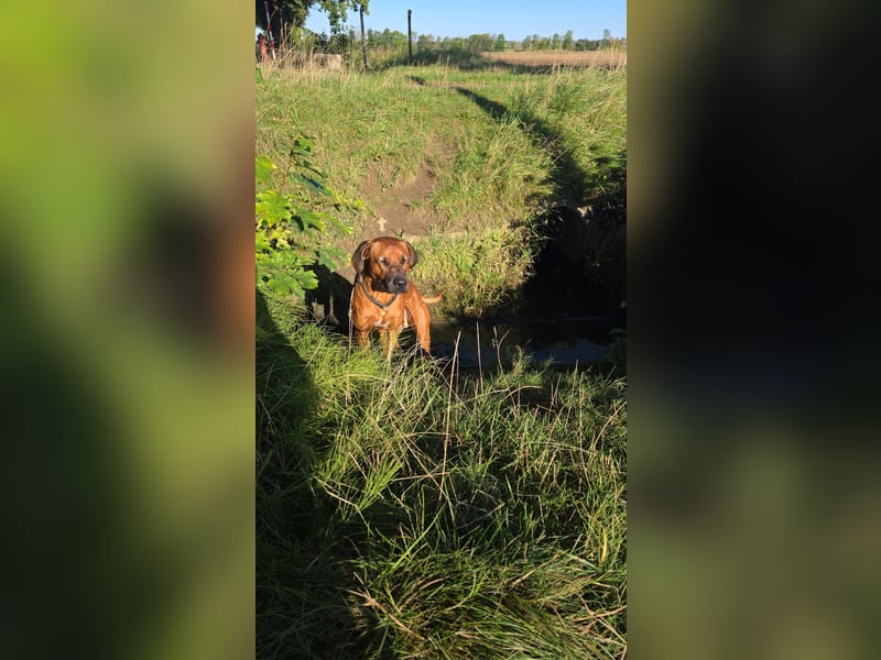 Deckrüde # Rhodesian Ridgeback