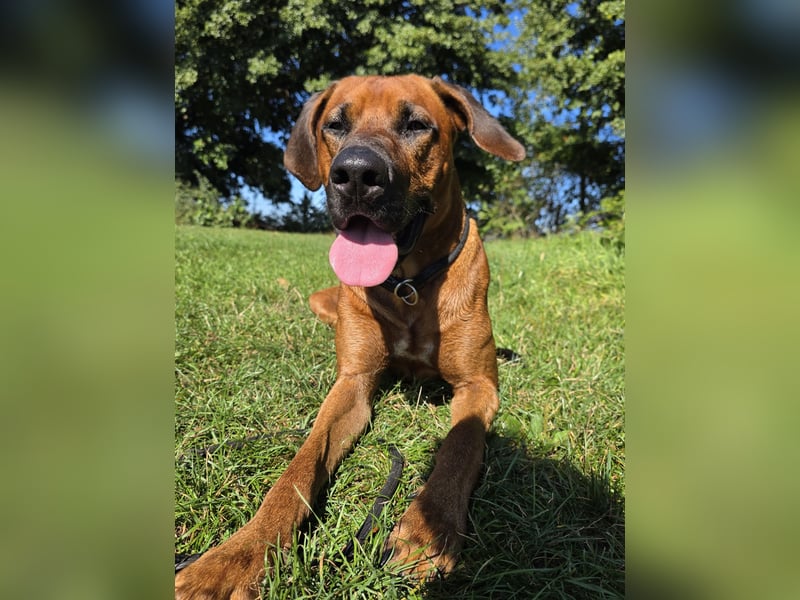 Deckrüde # Rhodesian Ridgeback