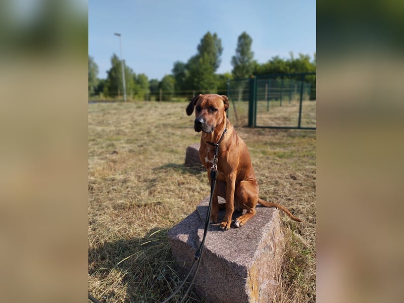 Deckrüde # Rhodesian Ridgeback