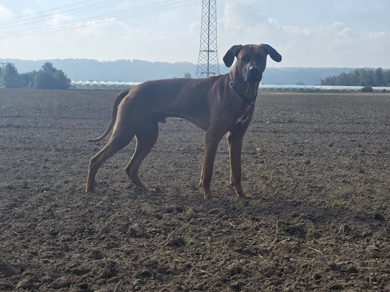 Deckrüde # Rhodesian Ridgeback