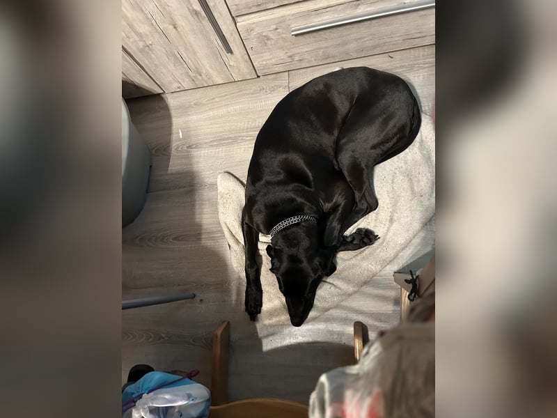 ridgeback dalmatiner mix