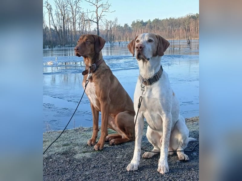 Rhodesien Ridgeback und Englisch Pointer