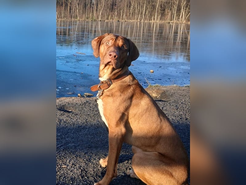 Rhodesien Ridgeback und Englisch Pointer