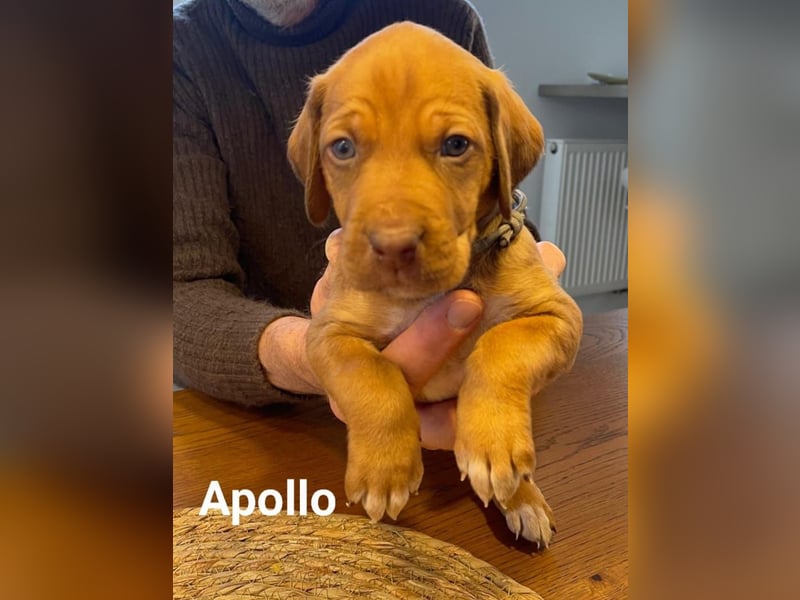 Rhodesien Ridgeback und Englisch Pointer