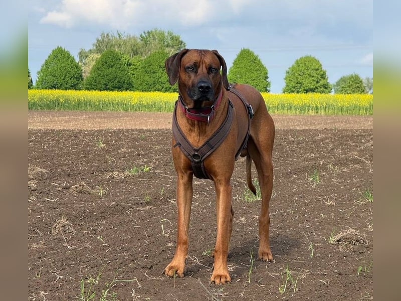 Deckrüden RHODESIAN RIDGEBACK RÜDE