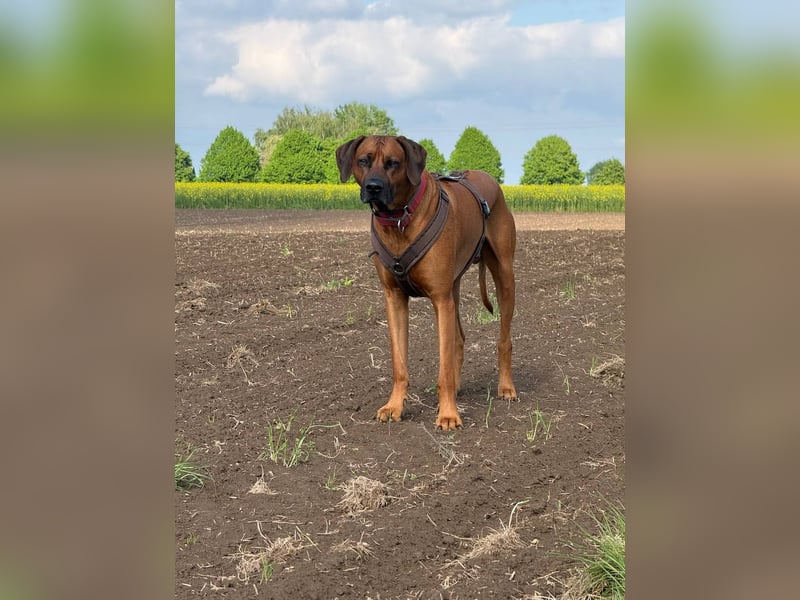 Deckrüden RHODESIAN RIDGEBACK RÜDE