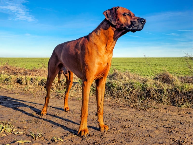Deckrüden RHODESIAN RIDGEBACK RÜDE