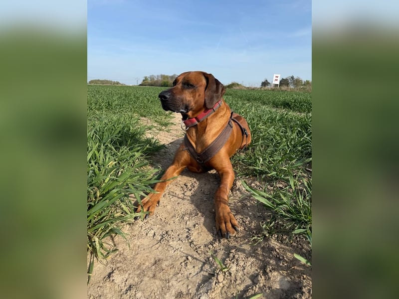 Deckrüden RHODESIAN RIDGEBACK RÜDE