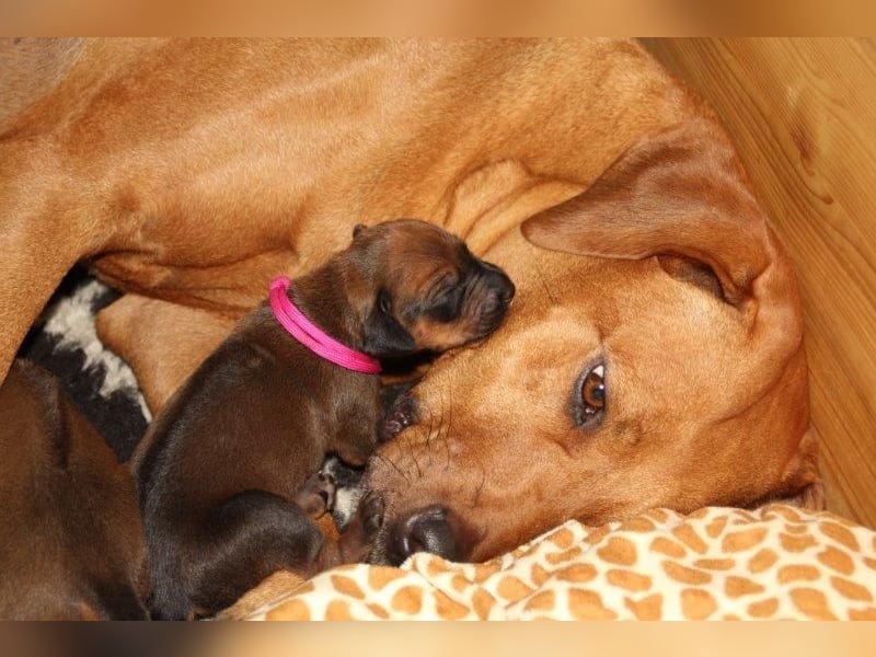 Rhodesian Ridgeback Welpen 2 Welpen noch frei