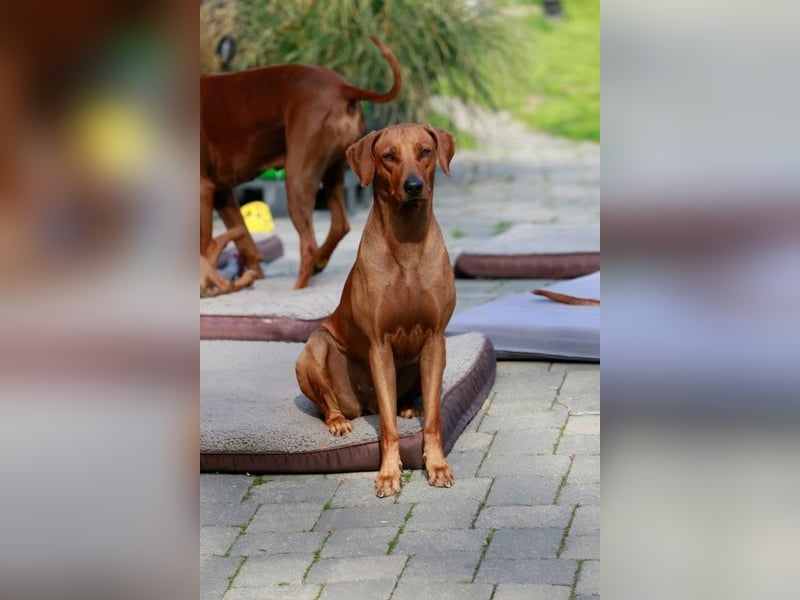 Rhodesian Ridgeback Welpen für Februar 2027