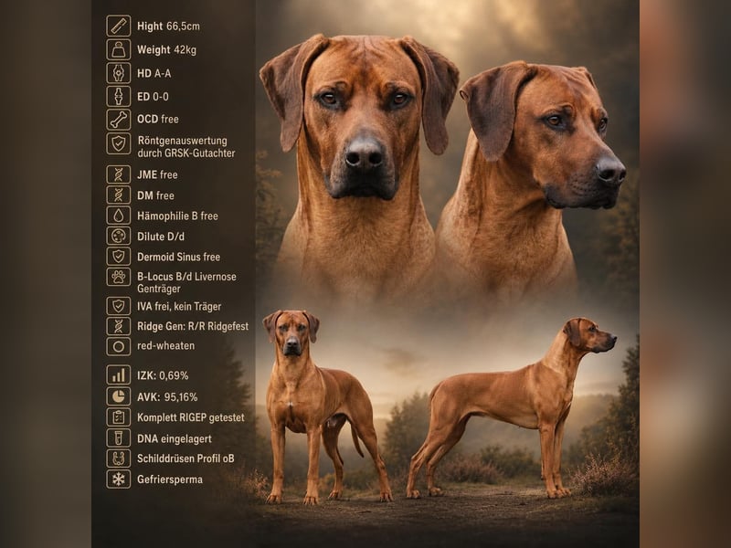 Rhodesian Ridgeback Welpen für Februar 2027