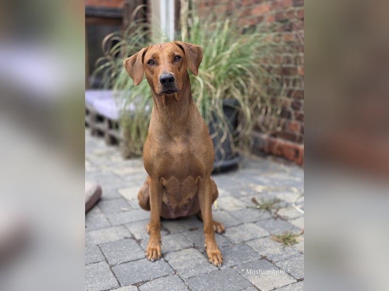 Rhodesian Ridgeback Welpen für Februar 2027