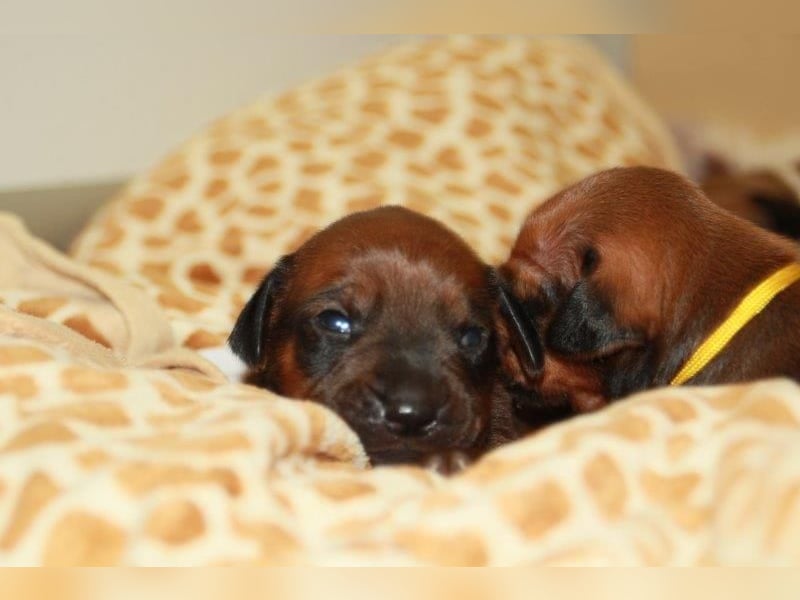 Rhodesian Ridgeback Welpen 2 Welpen noch frei