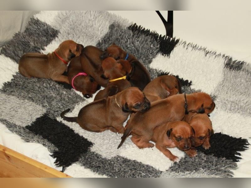 Rhodesian Ridgeback Welpen 2 Welpen noch frei