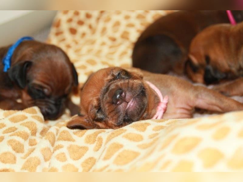 Rhodesian Ridgeback Welpen 2 Welpen noch frei