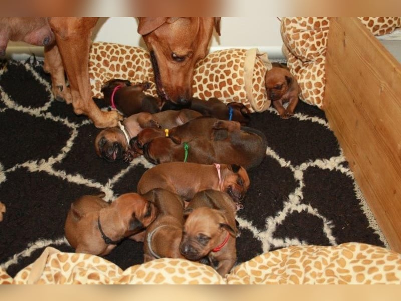 Rhodesian Ridgeback Welpen 2 Welpen noch frei