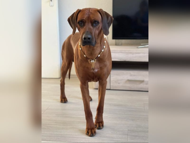 Rhodesian Ridgeback Welpen für Februar 2027