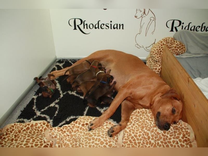 Rhodesian Ridgeback Welpen 2 Welpen noch frei