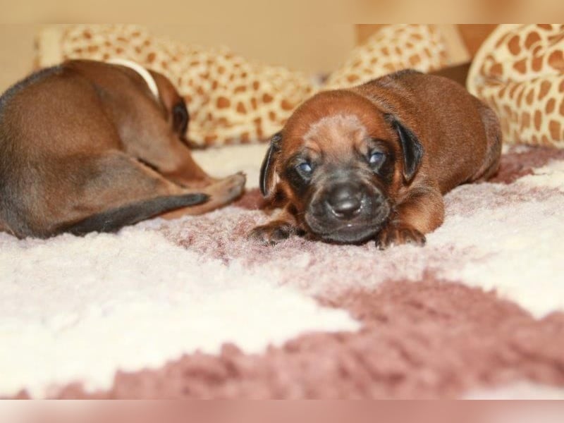 Rhodesian Ridgeback Welpen 2 Welpen noch frei