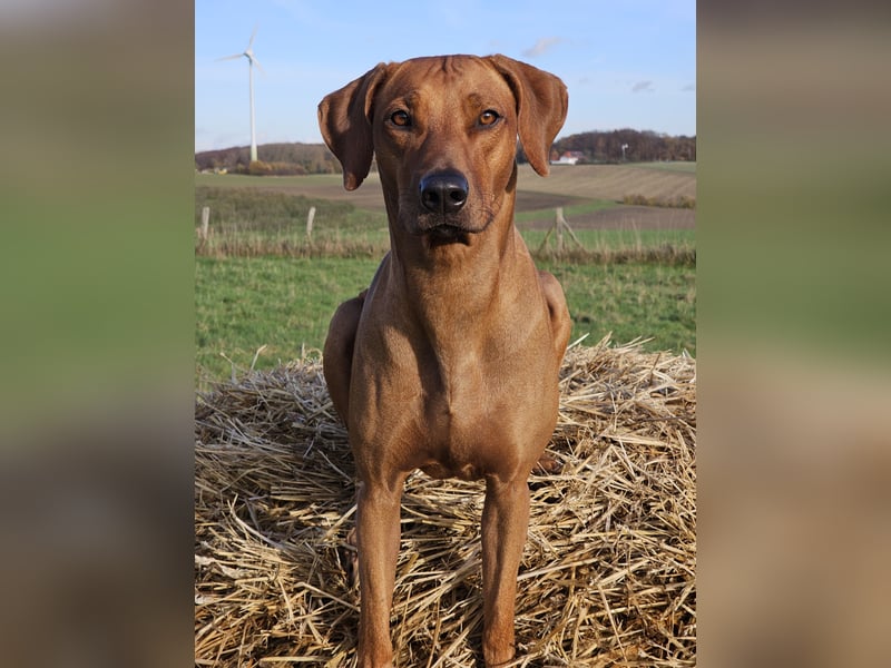 Rhodesian Ridgeback Welpen für Februar 2027