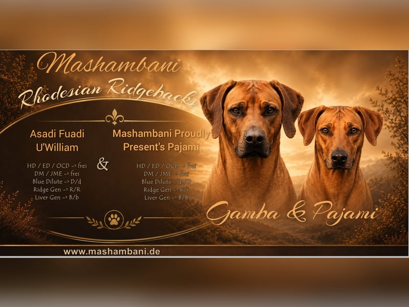 Rhodesian Ridgeback Welpen für Februar 2027