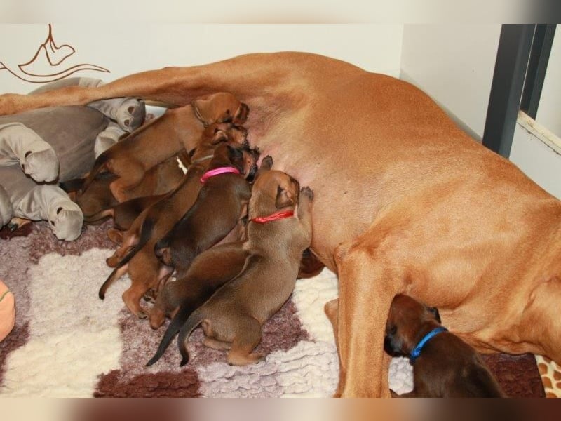 Rhodesian Ridgeback Welpen 2 Welpen noch frei