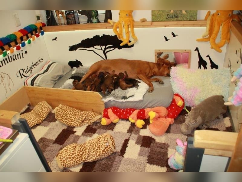 Rhodesian Ridgeback Welpen 2 Welpen noch frei