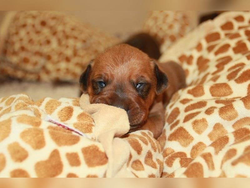 Rhodesian Ridgeback Welpen 2 Welpen noch frei