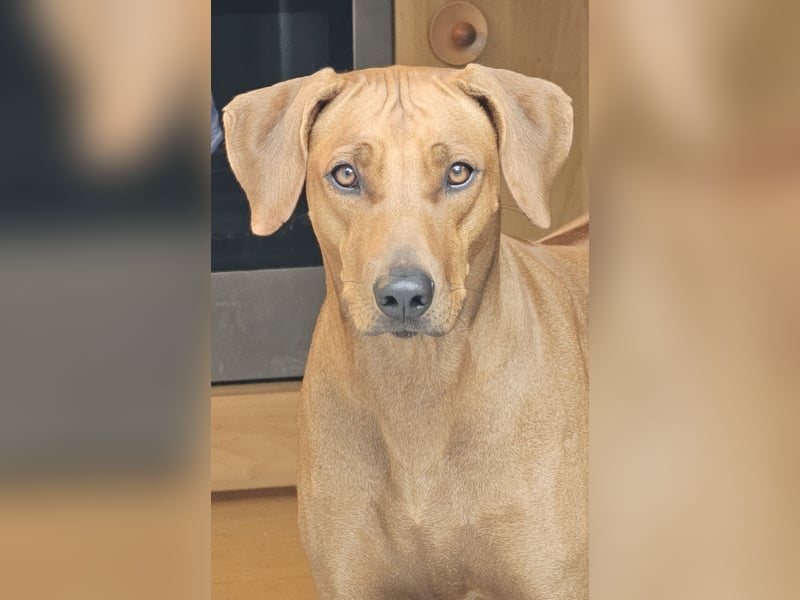 Rhodesian Ridgeback Welpen für Februar 2027