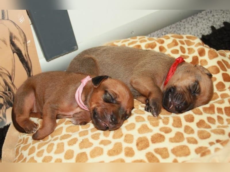 Rhodesian Ridgeback Welpen 2 Welpen noch frei